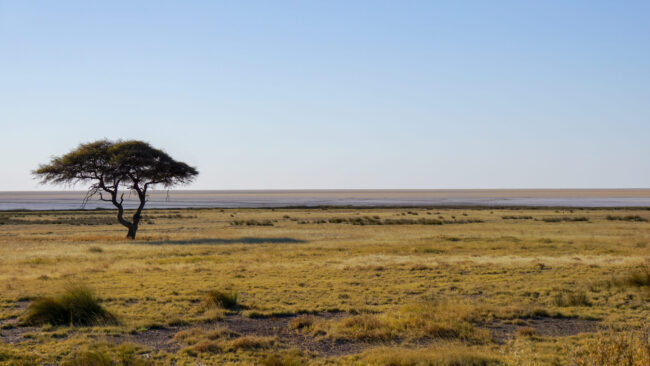titelbild-etosha