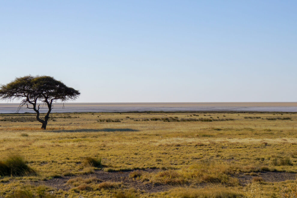 titelbild-etosha