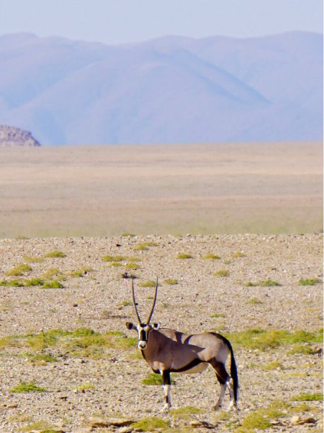 namibia-oryxantilope