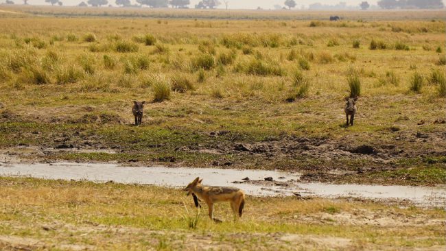 titelbild-namibia-chobe