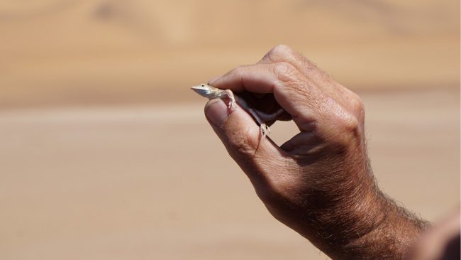 titelbild-namibia-namib-nordem