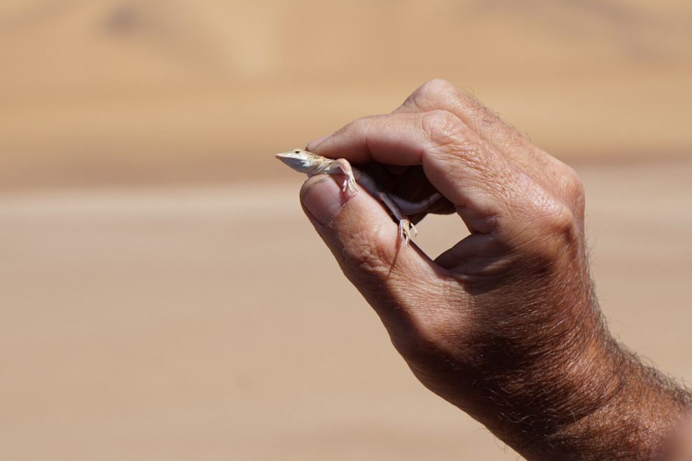 titelbild-namibia-namib-nordem